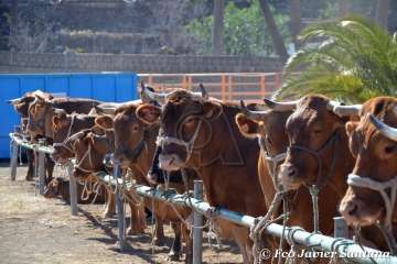 Muestra de ganado de las fiestas del patrono de Telde (Foto  Francisco Javier Santana)